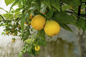 Orange tree with fruits and also blossoms, Limone sul Garda, Lake Garda, Province of Brescia,