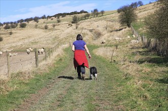 Woman walking dog on lead past sheep, Cherhill Downs, Wiltshire, England, UK