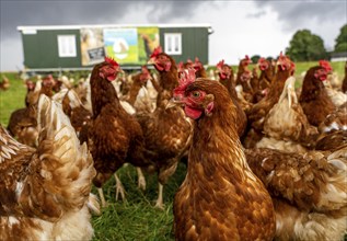 Chickens in a meadow, mobile housing, free-range chickens, free-range eggs, north of