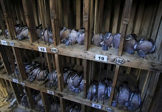 Dead wood pigeons for sale at traditional country auction, Campsea Ashe, Suffolk, England, UK