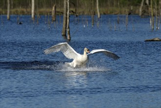 Mute swan (Cygnus olor), adult bird approaching, subsidence area, Bottrop, Ruhr area, North