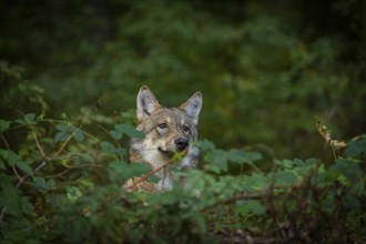 Moritzburg Game Reserve, Moritzburg, Saxony, Germany, Europe