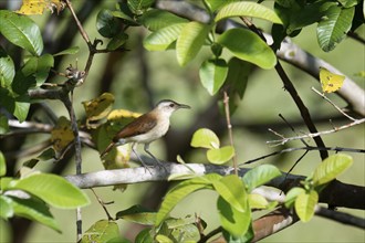 Lesser Hornero, Furnarius minor, Amazon Basin, Brazil, South America