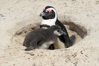 African penguin (Spheniscus demersus), adult with young, at the nest, Boulders Beach, Simonstown,