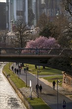 Main riverbank in Frankfurt, spring, Ignatz-Bubis-Bridge, Hesse, Germany, Europe