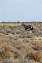 Gemsbok (Oryx gazella) in the savannah, Etosha National Park, Namibia, Africa