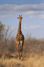 Southern giraffe (Giraffa camelopardalis giraffa), adult, at the water, Kruger National Park,