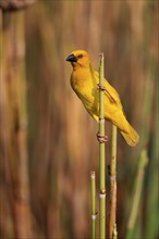 Eastern golden weaver (Ploceus subaureus), adult, male, auto-waiting, alert, preparing nest, Saint