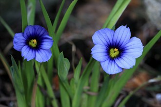 Blue rush lily (Sisyrinchium angustifolium), flower, blooming, at a pond, Germany, Europe