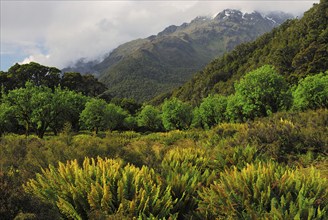 A clearing overgrown with ferns, Otago, South Island, New Zealand, Oceania