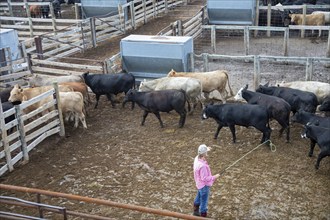 Oklahoma City, Oklahoma, A worker herds cattle at the Oklahoma National Stockyards. Since it was