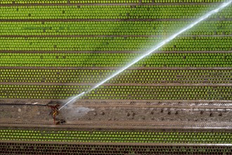 A field is artificially irrigated, water is sprayed onto the field via an irrigation system, field