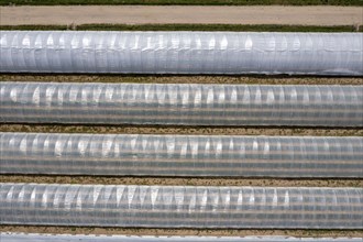 Open field strawberry cultivation in a foil greenhouse, young strawberry plants growing, near