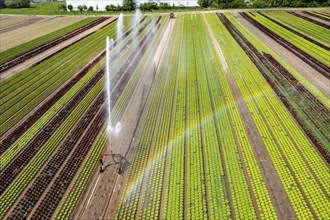 A field is artificially irrigated, water is sprayed onto the field via an irrigation system, field