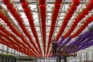 Horticultural business, flower pots, so-called petunia ampel, grow in a greenhouse, under the glass