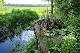 Modernised tree stump and deadwood in the wetlands of the Ohre in the UNESCO Drömling Biosphere