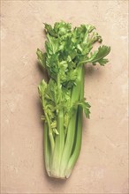 Fresh bunch of celery, top view, no people