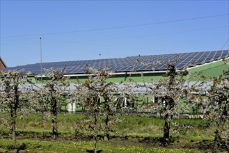 Europe, Germany, Lower Saxony, Stade district, Altes Land near Hamburg, fruit tree blossom in