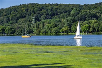 Waterweed, Elodea, an invasive species, green carpet of plants on Lake Baldeney in Essen, the