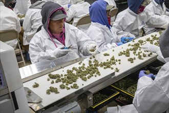 Paw Paw, Michigan, Migrant farmworkers at Grasshopper Farms trim the buds of the newly-harvested