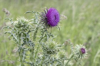 Musk Thistle (Carduus nutans), Mecklenburg-Western Pomerania, Germany, Europe