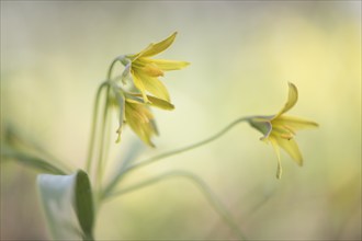 Yellow star (Gagea lutea), Rügen, Mecklenburg-Western Pomerania, Germany, Europe