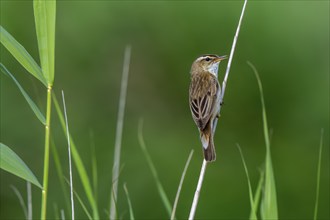 Sedge warbler (Acrocephalus schoenobaenus, Motacilla schoenobaenus) calling from reed stem in