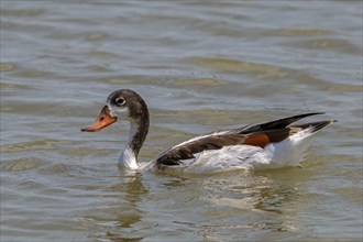 Common shelduck (Tadorna tadorna) juvenile swimming in pond in wetland in summer