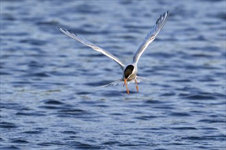 Common tern (Sterna hirundo) adult in breeding plumage in flight, fishing along the North Sea coast