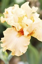 Beautiful multicolored iris flower bloom in the garden. Close up, fragility and summer concept