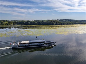 Green carpet of plants on Lake Baldeney in Essen, proliferating aquatic plant Elodea, waterweed, an