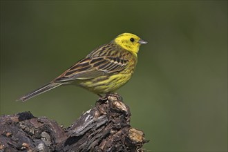 Yellowhammer (Emberiza citrinella), Ormoz area, Ormoz, Podravska, Slovenia, Europe