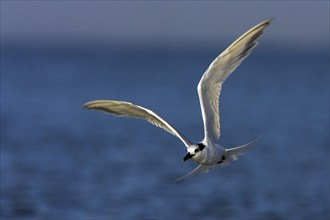 Sandwich tern (Sterna sandvicensis), Bowman's Beach, Sanibel Island, Florida, USA, North America