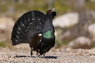 Capercaillie, Tetrao urugallus, Bavaria, Bavaria, Federal Republic of Germany