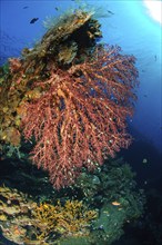 Large sprawling soft coral (Dendronephthya) growing on wreck part of sunken US-American shipwreck