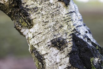 Birch trunk in the Hohe Ward nature reserve in Münster, 08/04/2024