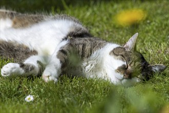 Snoozing and contented domestic cat (Felis catus), Blaustein, Baden-Württemberg, Germany, Europe