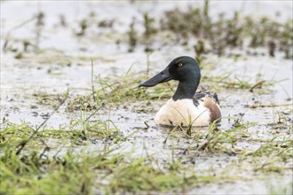 Northern shoveler (Spatula clypeata), Lower Saxony, Germany, Europe