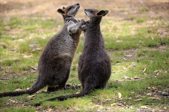 Swamp wallaby (Wallabia bicolor), pair, social behaviour, Mount Lofty, South Australia, Australia,