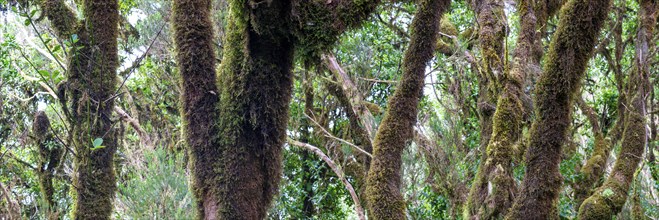 Laurel forest, cloud forest, Anaga Mountains, Tenerife, Canary Islands, Spain, Europe