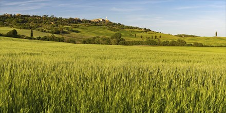 Landscape around Pienza, Val d'Orcia, Orcia Valley, UNESCO World Heritage Site, Province of Siena,