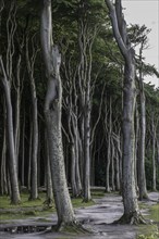 Beech forest (Fagus sylvatica), Ghost Forest Nienhagen, Mecklenburg-Western Pomerania, Germany,