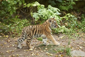 Close-up of a Siberian tiger (Panthera tigris altaica) cub in a forest, captive