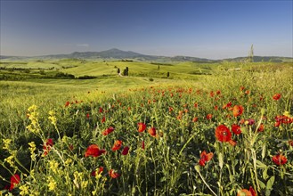 Landscape at sunrise around Pienza, Val d'Orcia, Orcia Valley, UNESCO World Heritage Site, Province