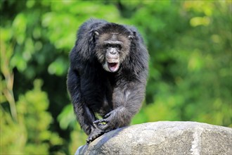 Chimpanzee (Pan troglodytes troglodytes), adult male