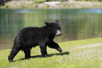 American Black Bear (Ursus americanus), young, water, six months old, Montana, USA, North America