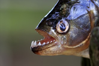 Piranha (Pygocentrus nattereri), adult, portrait, showing teeth, Pantanal, Mato Grosso, Brazil,