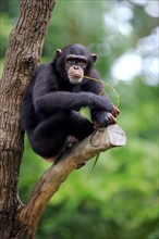 Chimpanzee (Pan troglodytes troglodytes), subadult, half-grown, feeding, on tree