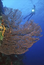 Deep-sea coral (Iciligorgia schrammi) Horn coral, Caribbean, Cabo Cabron Tower, Las Terrenas,