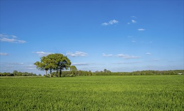 Grain field with trees and blue sky with some clouds on a sunny day, Münsterland, North